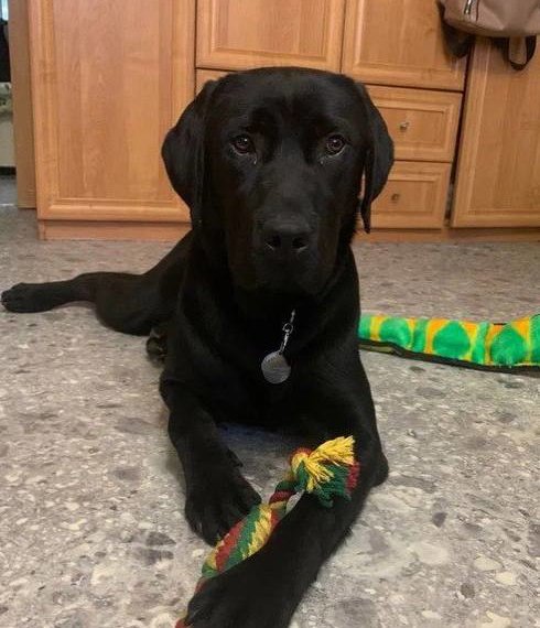 Сибирячка получила собаку-поводыря после смерти предыдущего пса от удара током