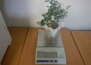 Экзотическое дерево пыталась провезти в Новосибирск местная жительница