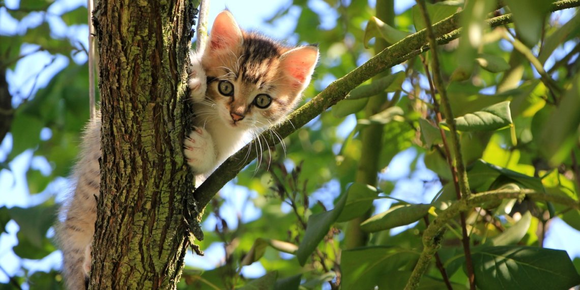 В Новосибирске после «летнего» тепла ожидается похолодание