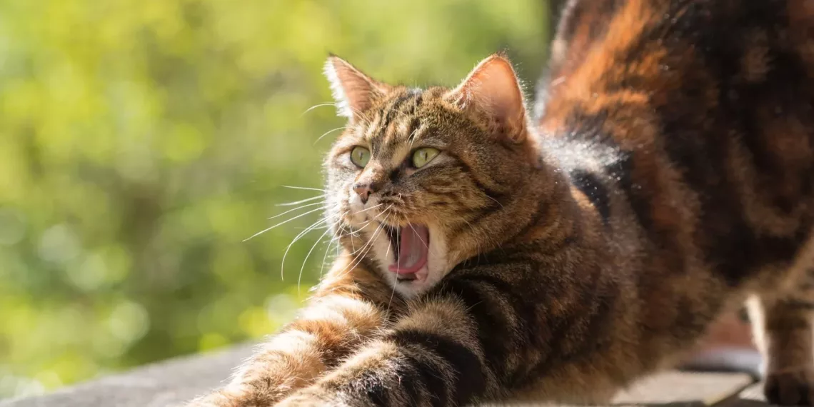 Жара до +32 градусов: какая погода ожидает новосибирцев в конце недели