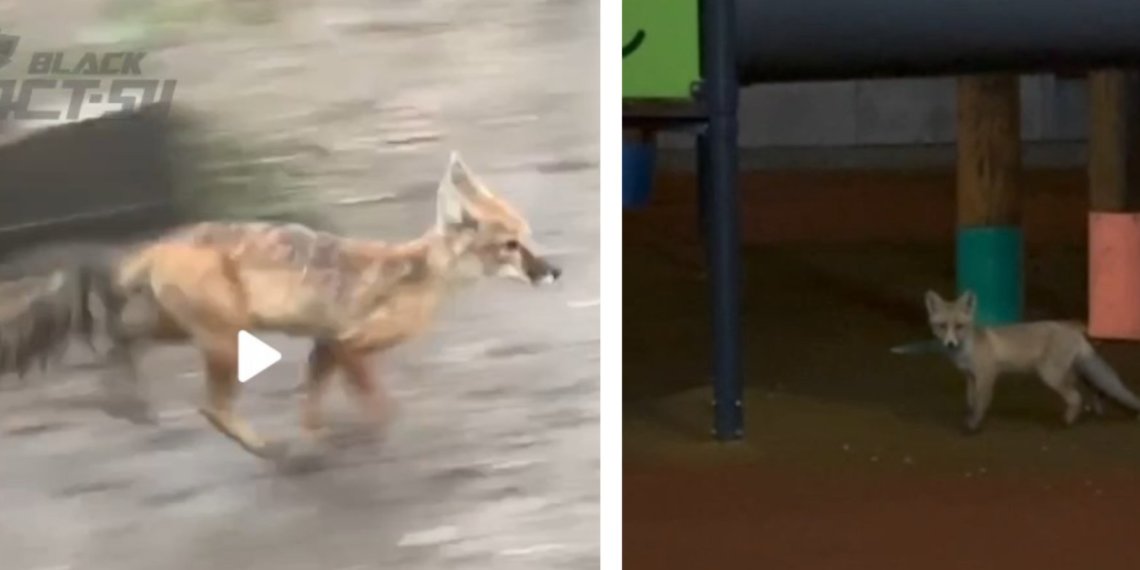 Бегающих лис заметили на улицах Новосибирска