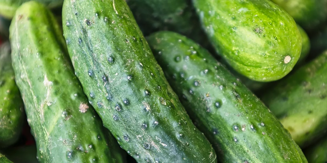 Огурцы и яйца подешевели в Новосибирске