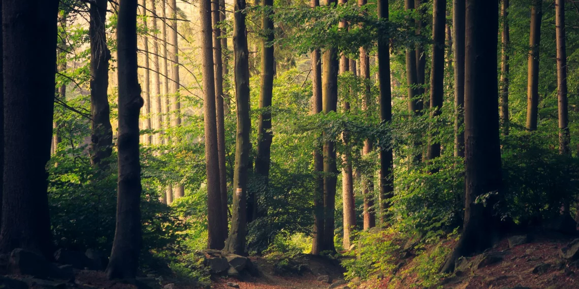 Сотрудницу центра карантина растений осудили за покровительство экспортеру лесоматериалов в Сибири