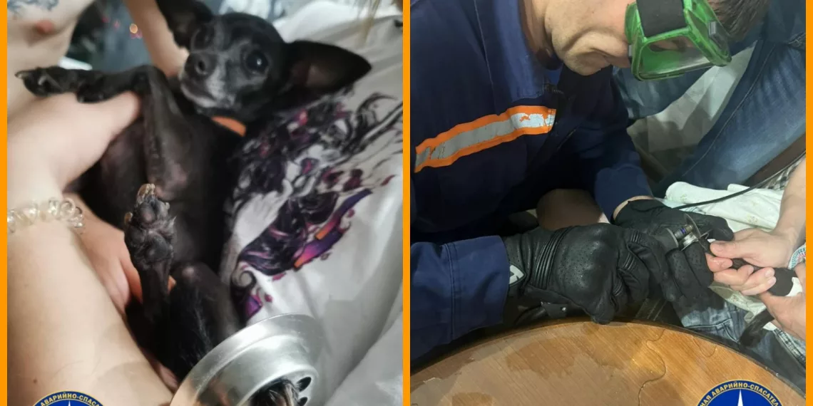 В Новосибирске спасли собаку из плена сливного отверстия