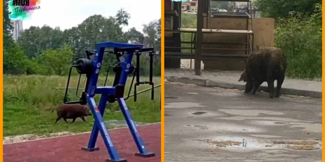 Дикий кабан решил привести себя в форму на спортивной площадке в Новосибирске