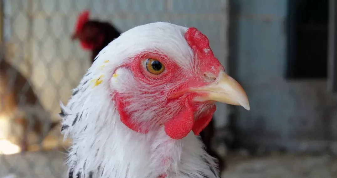 В Новосибирской области Роспотребнадзор проверяет розовую курицу, которой накормили детей в лагере