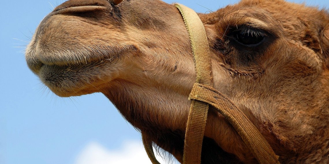 В Искитимском районе верблюд прогулялся по полям