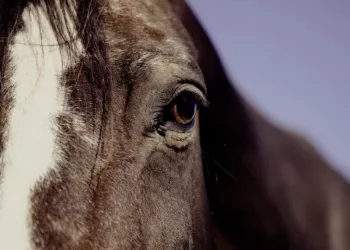 Лошадь в небе заметили пилоты, летевшие из Новосибирска