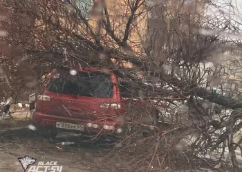 Во время шторма 12 деревьев рухнули в Новосибирске