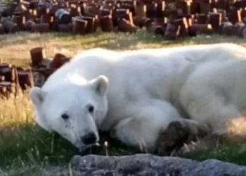 Стало известно, как охлаждают пингвинов и белых медведей в зоопарке Новосибирска