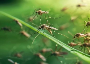 Химик из Новосибирска рассказал, как отпугнуть комаров и мошек