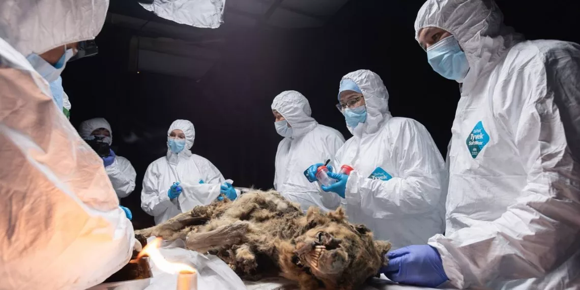 Древнего волка возрастом более 44 тысяч лет вскрыли в Якутске