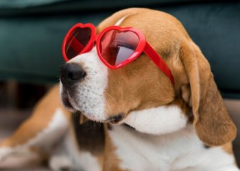 Ученые выяснили, как защитить собаку от аномальной жары летом