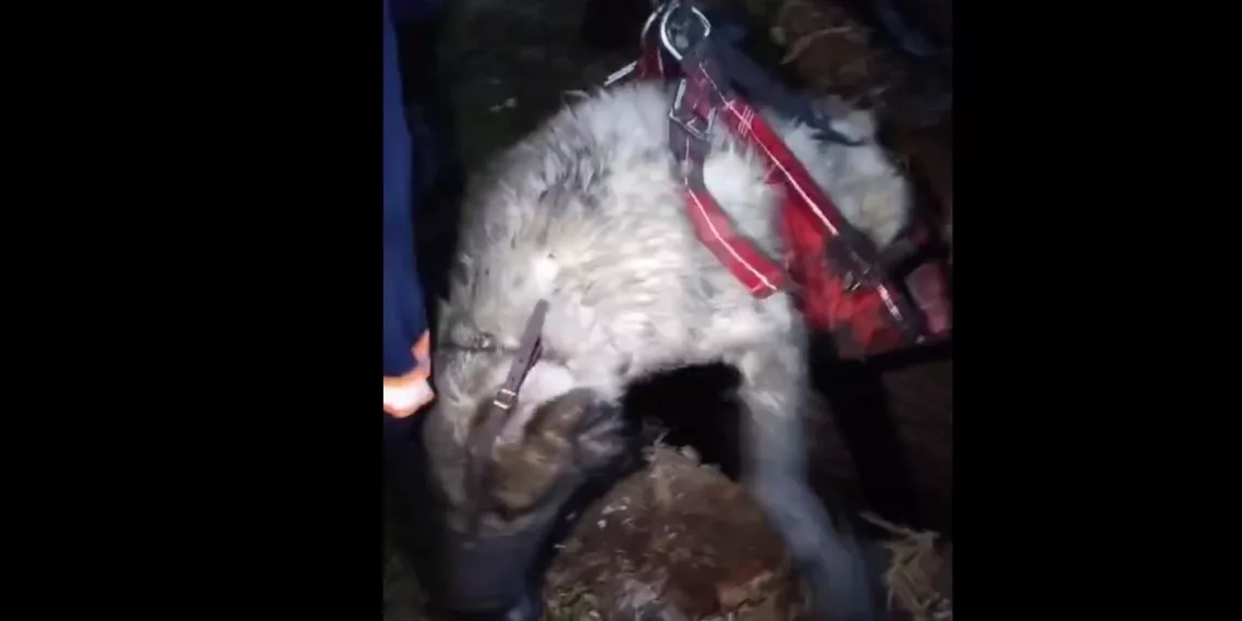 Алабая весом 95 кг вытащили из погреба спасатели в Новосибирске