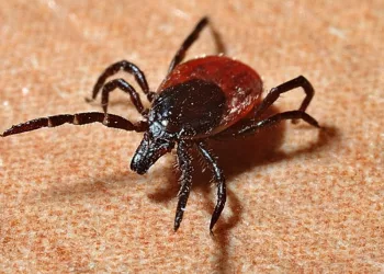 Клещи покусали 1245 жителей Новосибирской области за неделю