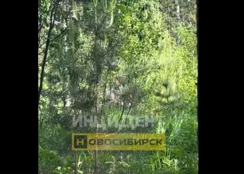 Онаниста на электросамокате увидели жители в Академгородке