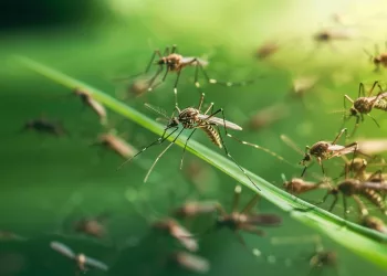 Врач рассказала, каких людей комары кусают чаще