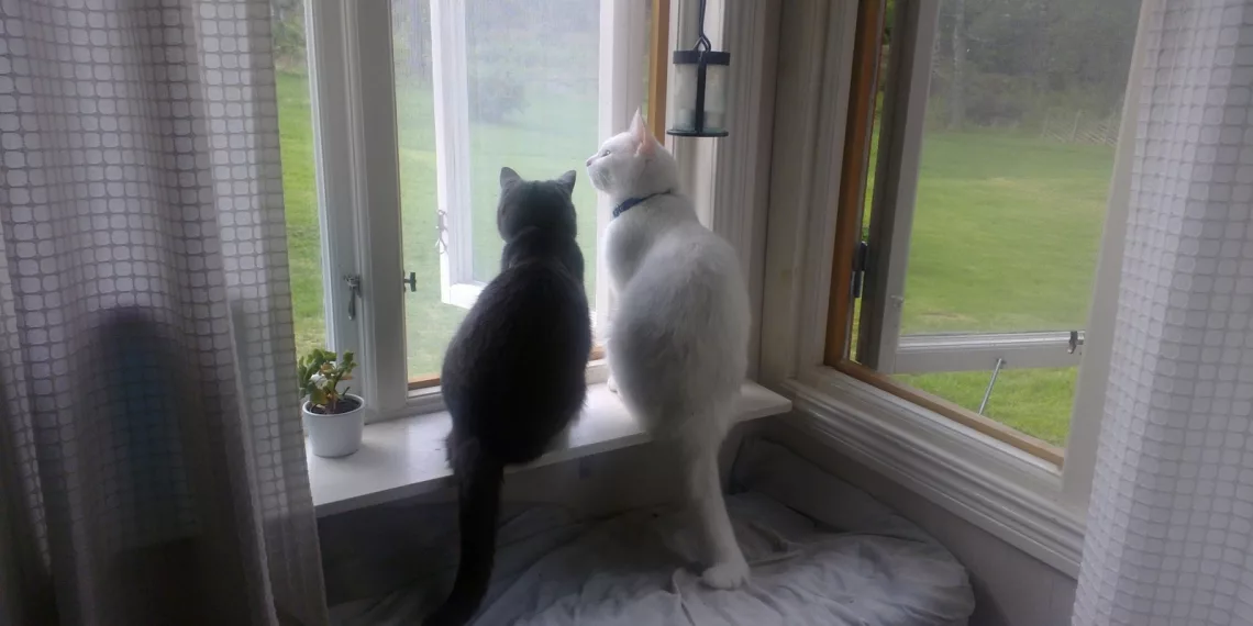 Дожди с грозами ожидают новосибирцев в первой половине недели