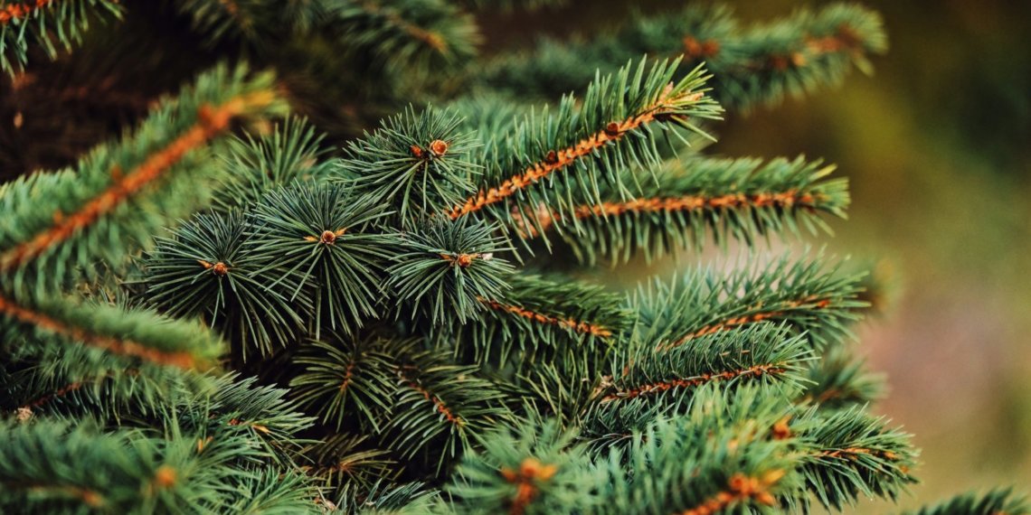 Сибиряк вывез за границу лес на 1,3 млн рублей