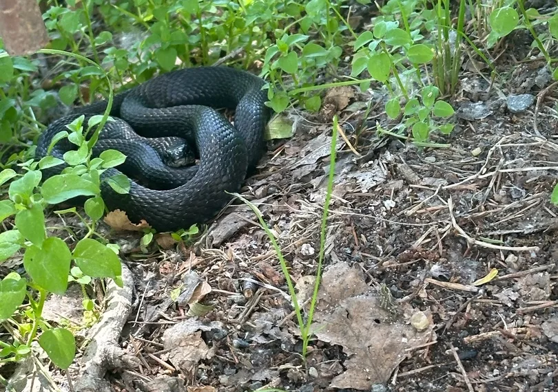 Чёрную змею обнаружили новосибирцы на школьном дворе