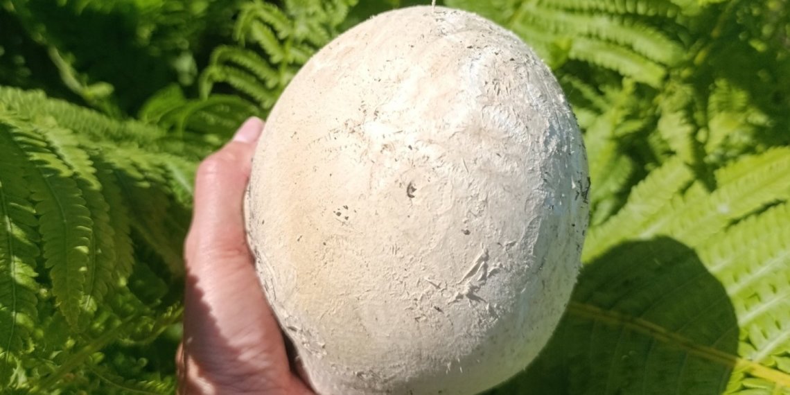 Гриб размером со страусиное яйцо обнаружила жительница Новосибирска