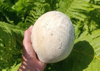 Гриб размером со страусиное яйцо обнаружила жительница Новосибирска