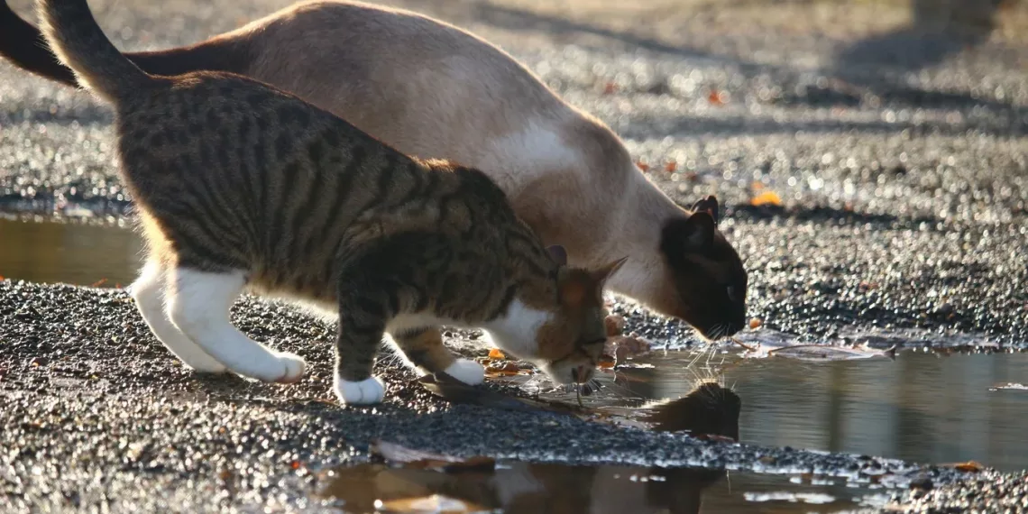 В Новосибирск вернутся дожди и грозы — прогноз погоды на три дня