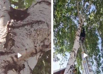Напуганную кошку сняли с березы спасатели в Новосибирске