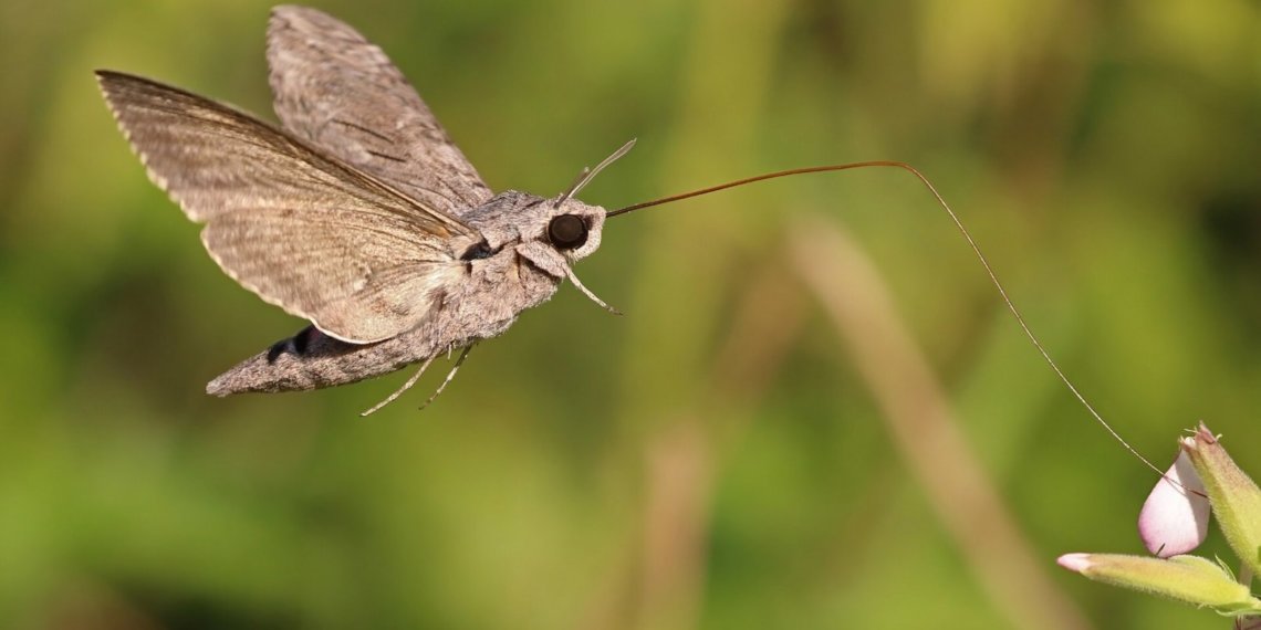 В Новосибирске замечена сибирская «колибри»