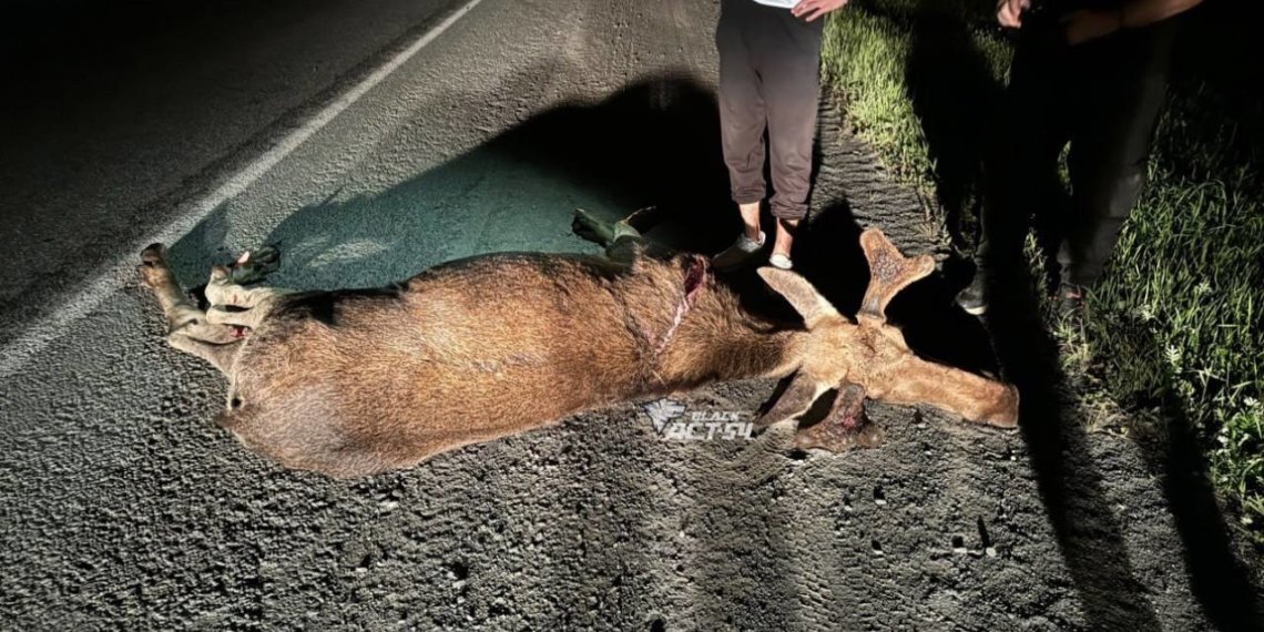 Под Новосибирском водитель насмерть сбил лося
