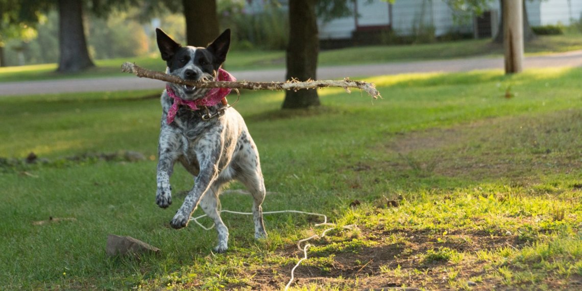 Прокуратура выясняет детали нападения собаки на дошкольника в Новосибирске