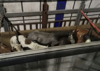 Табун в 38 лошадей пытались вывезти из Новосибирска в Казахстан