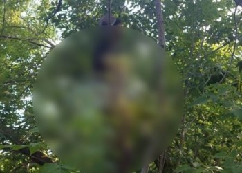 Школьник обнаружил повешенного на дереве мужчину в Ленинском районе Новосибирска