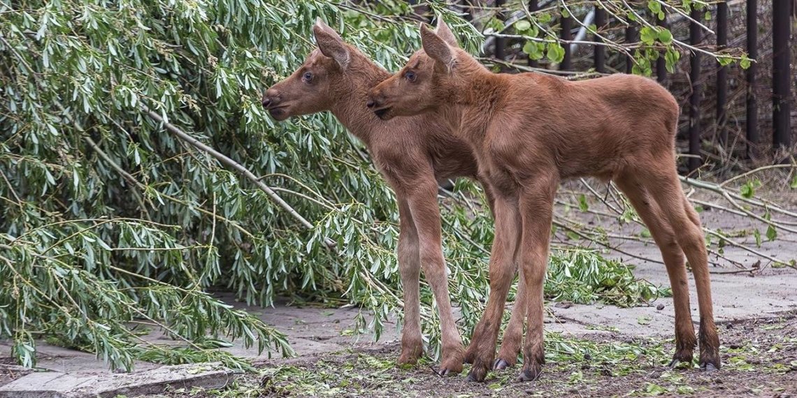 Пятнистые олени, маралы, лоси: в Новосибирском зоопарке пополнение