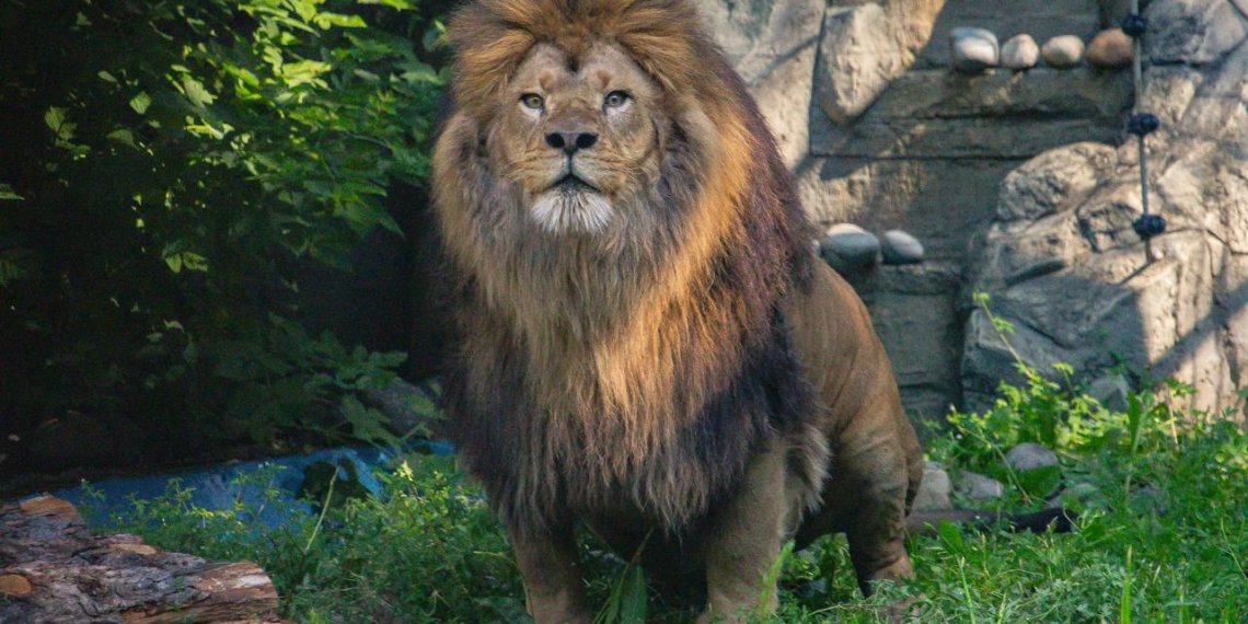 Африканский лев Ричард прибыл в Новосибирский зоопарк из Перми