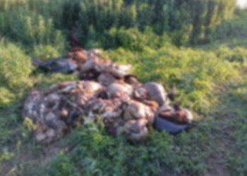 Мухи, крысы и бараньи кишки: свалка отходов образовалась у озера в Новосибирске