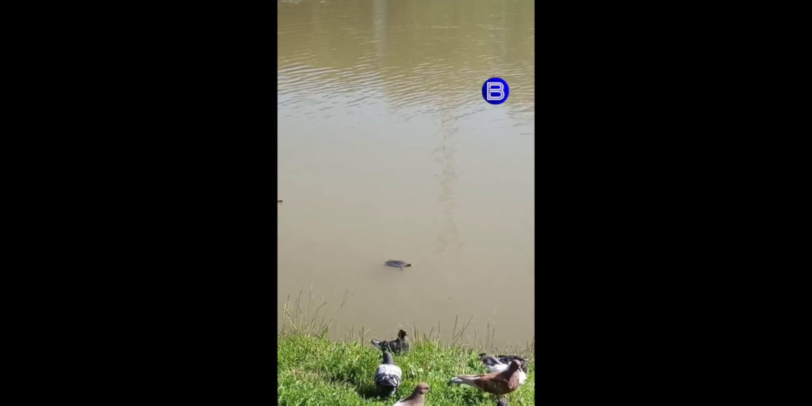 Домашняя черепаха поселилась в пруду Кольцово