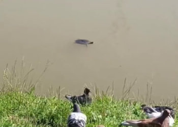 Домашняя черепаха поселилась в пруду Кольцово