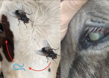 Коровы слепнут из-за паразитов в Новосибирской области