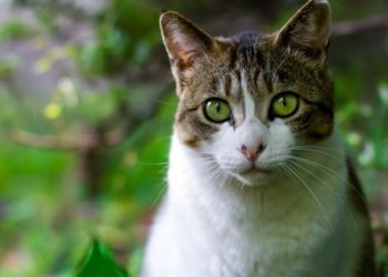 Жара до +30 градусов, дожди и грозы придут в Новосибирск на неделе