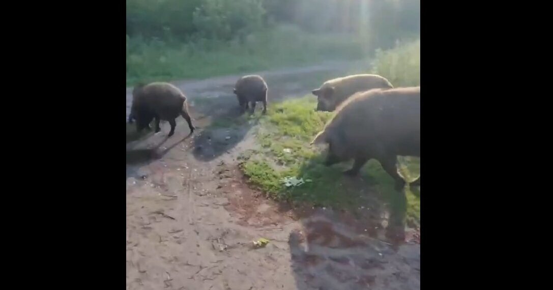 Домашние кабанчики решили прогуляться по жилому району Новосибирска