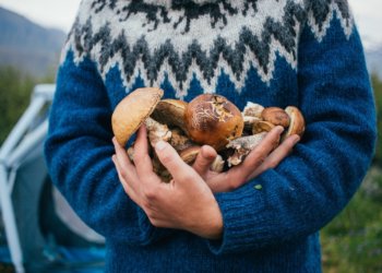 О самых грибных местах в Новосибирской области рассказали жители