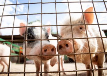 Девять псевдоколлекторов крали деньги, поросят и свиней у жителей Новосибирской области