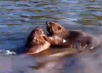 Драку двух бобров в воде сняли на видео под Новосибирском