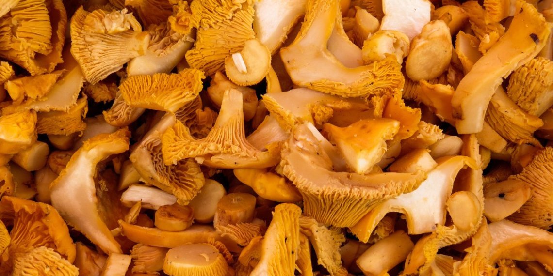 Богатым урожаем лисичек поделились жители Новосибирской области