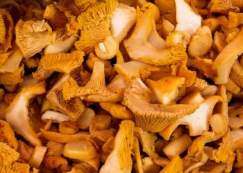 Богатым урожаем лисичек поделились жители Новосибирской области