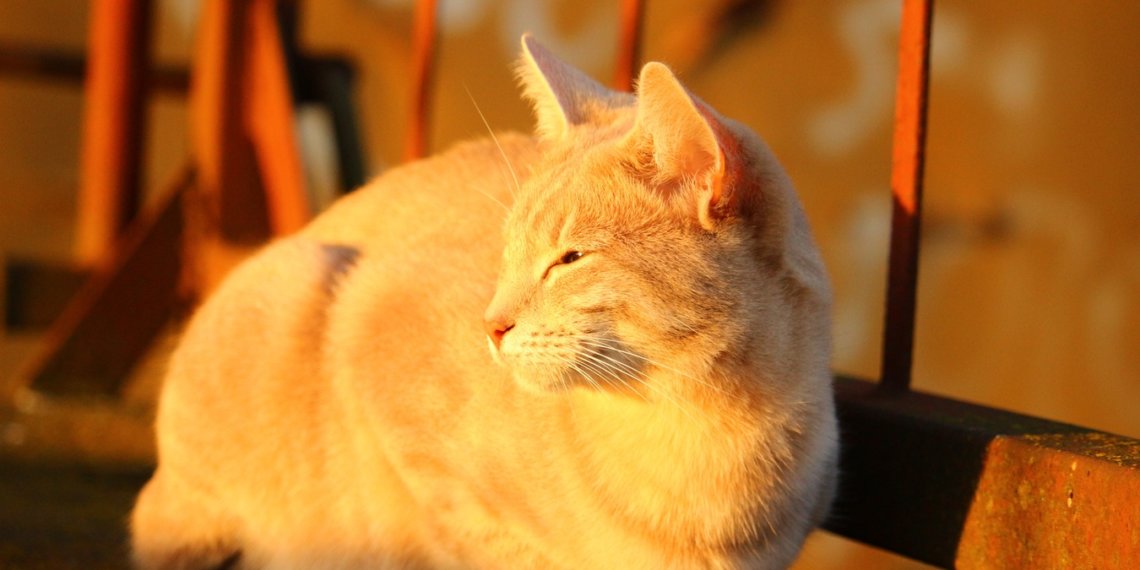 Какая погода ожидается в Новосибирске во второй половине недели