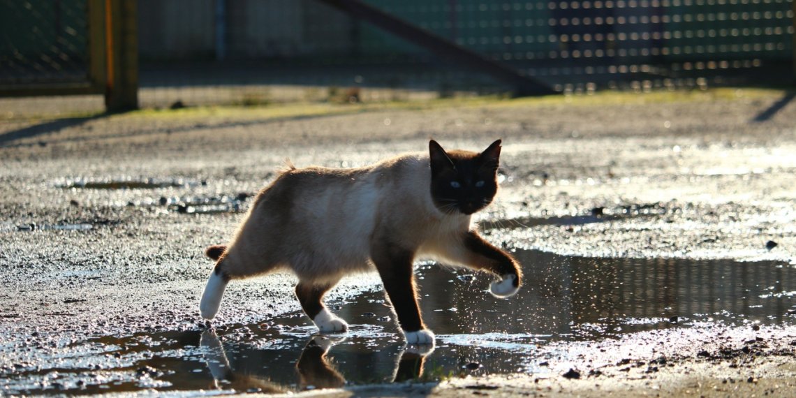 Какая погода ожидает новосибирцев в ближайшие три дня