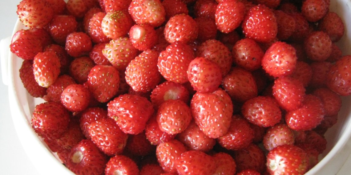 Вёдра земляники собирают новосибирцы — фото