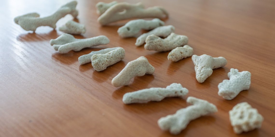 Исчезающие кораллы незаконно привезли в Новосибирск пассажиры из Африки и ОАЭ